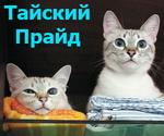 Аватара пользователя