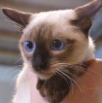 Аватара пользователя