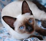 Аватара пользователя