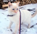 Аватара пользователя