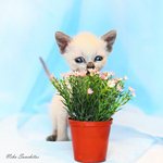Аватара пользователя