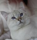 Аватара пользователя