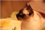 Аватара пользователя