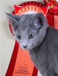 Аватара пользователя