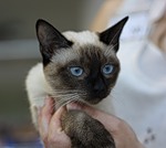 Аватара пользователя