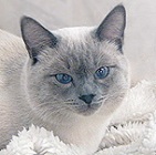 Аватара пользователя
