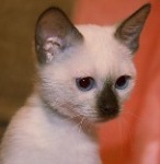 Аватара пользователя